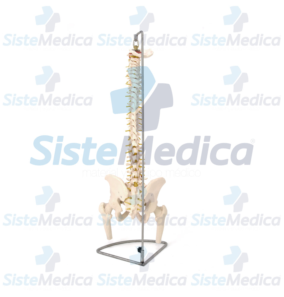 Columna vertebral con pelvis y cabeza de fémur