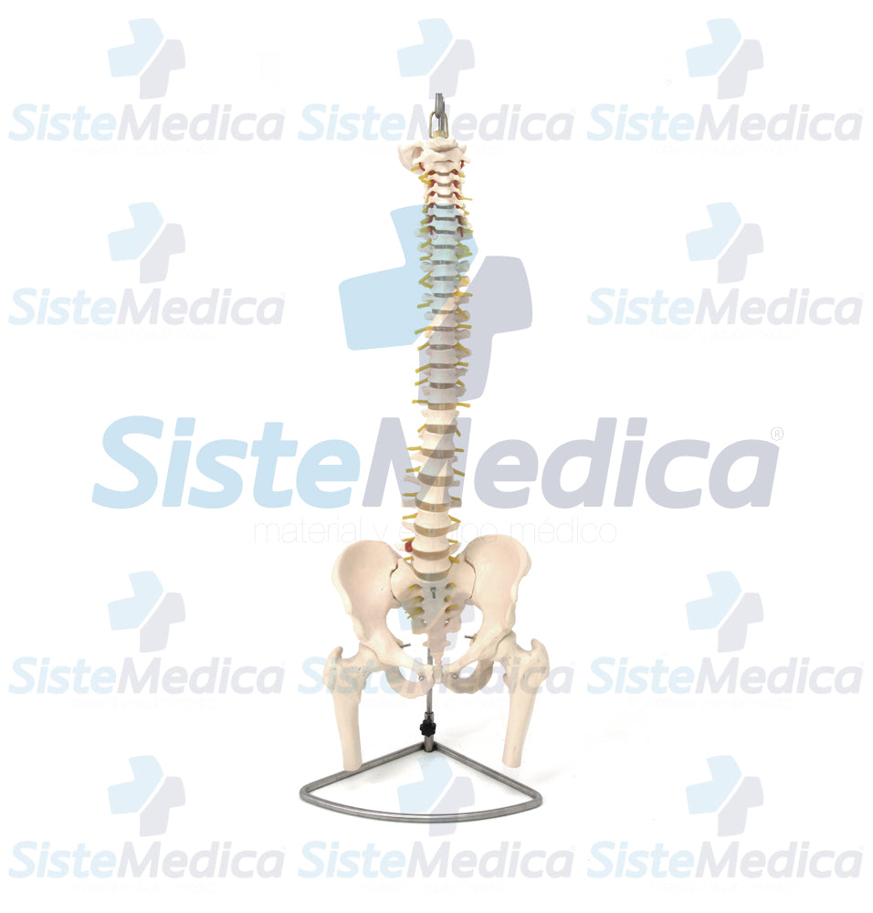 Columna vertebral con pelvis y cabeza de fémur