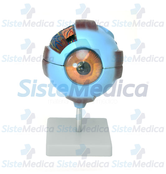 Ojo humano escala 6:1