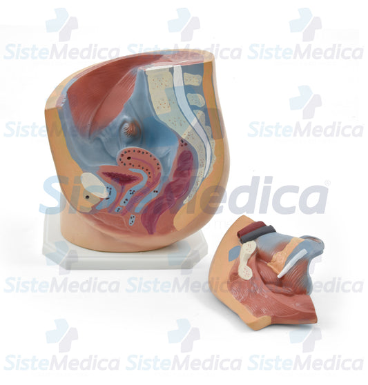 Pelvis femenina