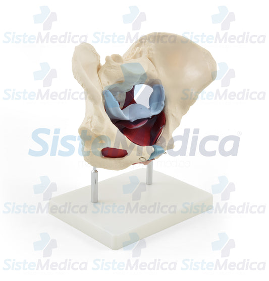 Pelvis femenina ósea con organos