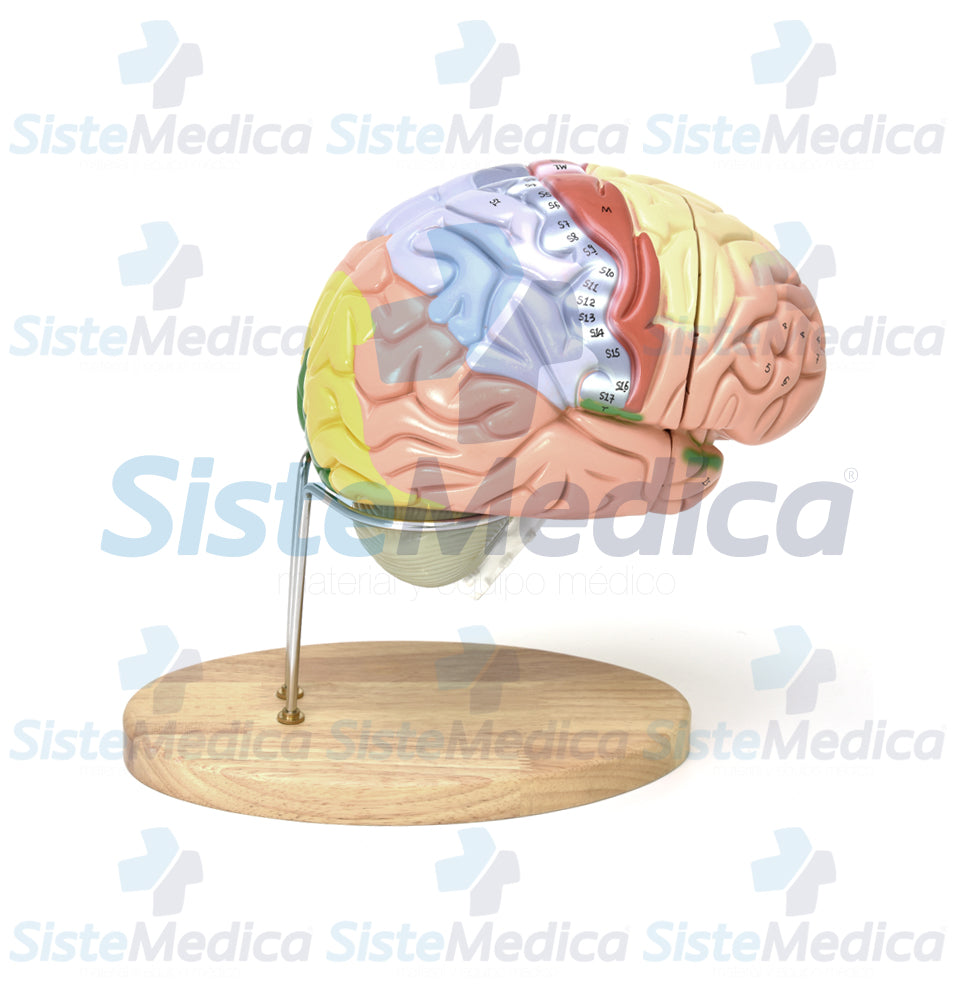 Cerebro grande de colores