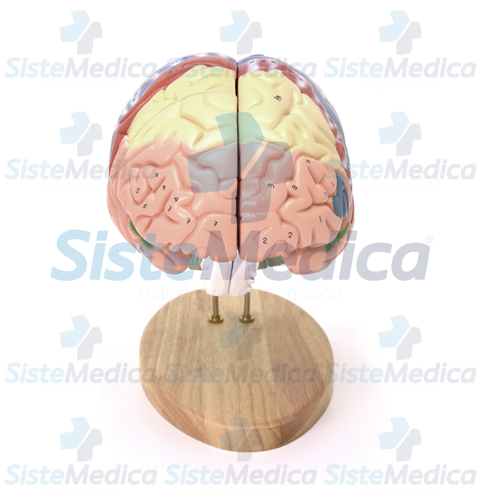 Cerebro grande de colores