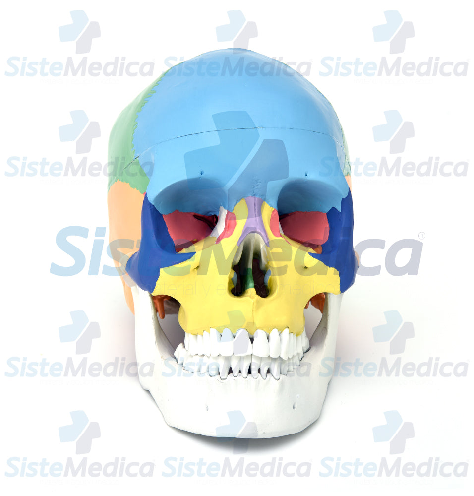 Cráneo humano con colores