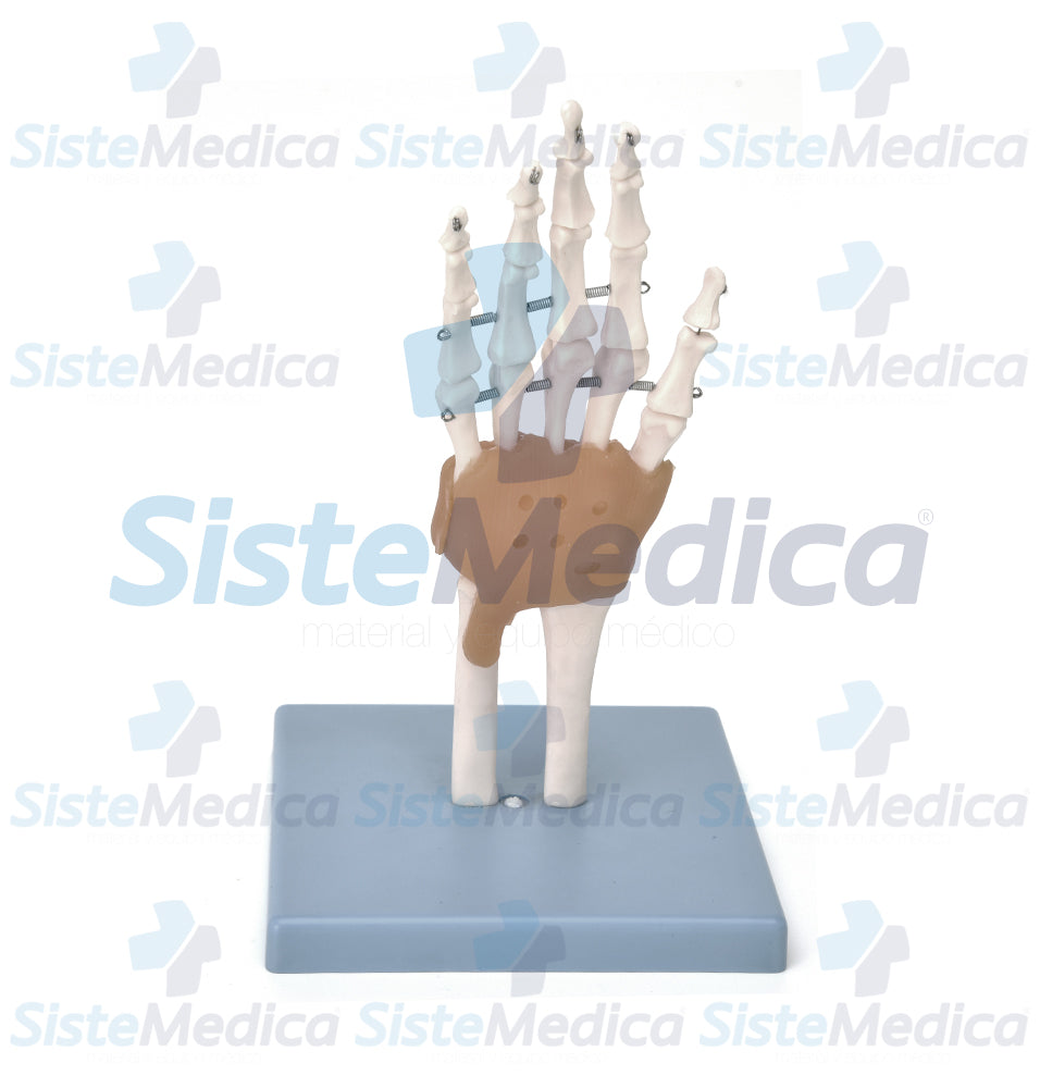 Esqueleto de la mano con ligamentos y túnel carpiano