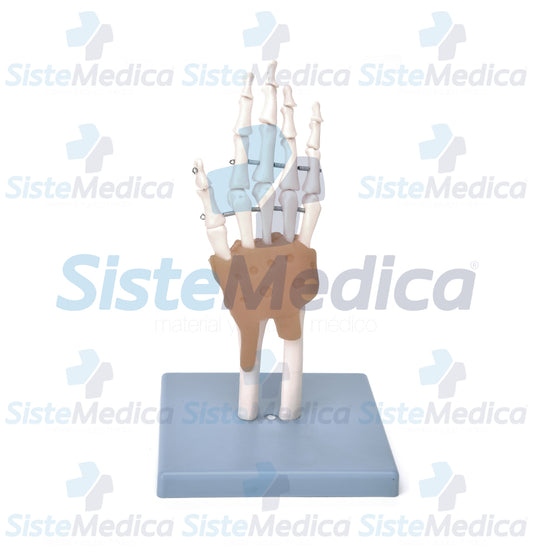 Esqueleto de la mano con ligamentos y túnel carpiano