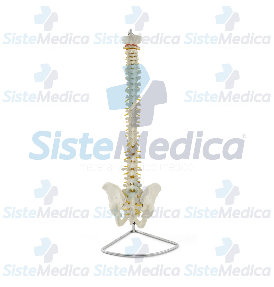 Columna vertebral flexible en tamaño natural