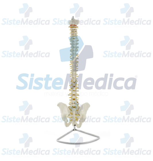 Columna vertebral flexible en tamaño natural