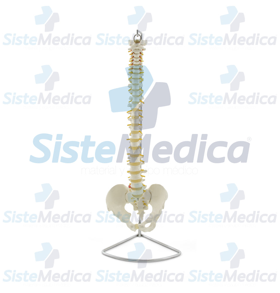 Columna vertebral flexible en tamaño natural
