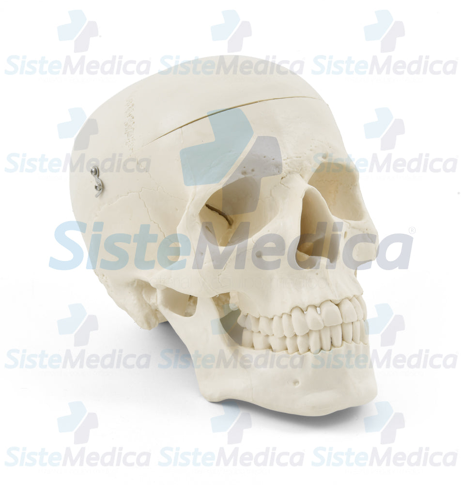 Craneo sin cerebro
