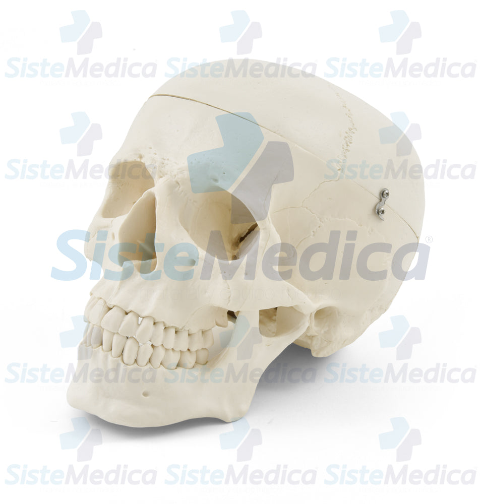Craneo sin cerebro