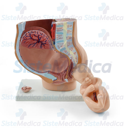 Pelvis de embarazo con feto