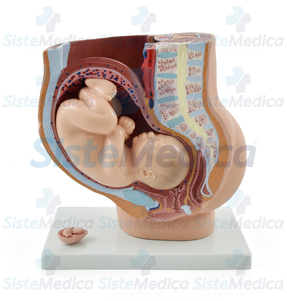 Pelvis de embarazo con feto