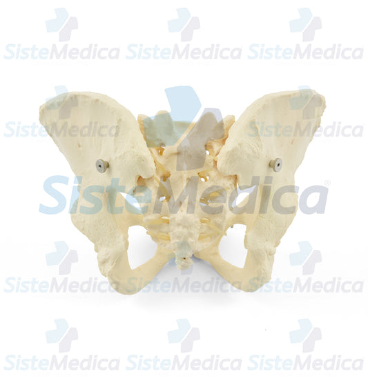 Pelvis femenina ósea
