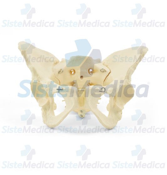 Pelvis femenina ósea