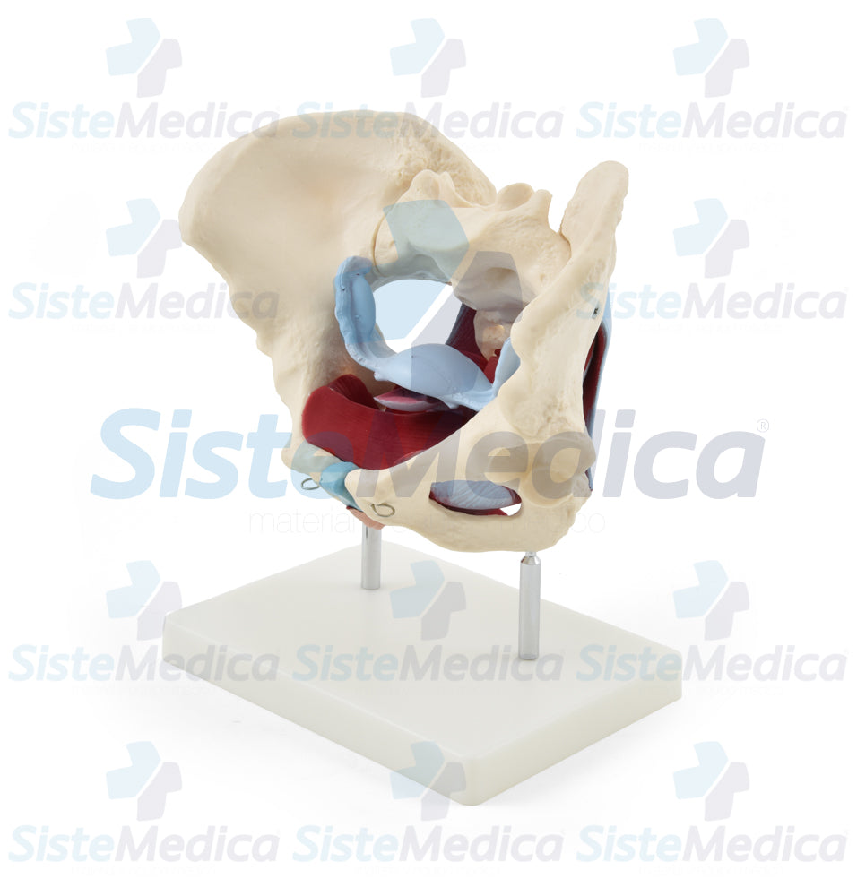 Pelvis femenina ósea con organos
