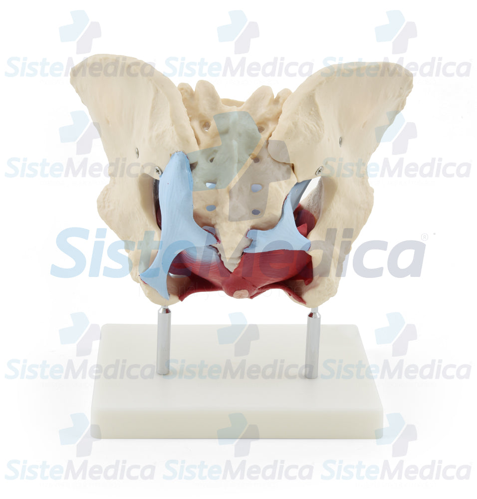 Pelvis femenina ósea con organos