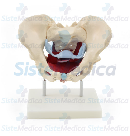 Pelvis femenina ósea con organos