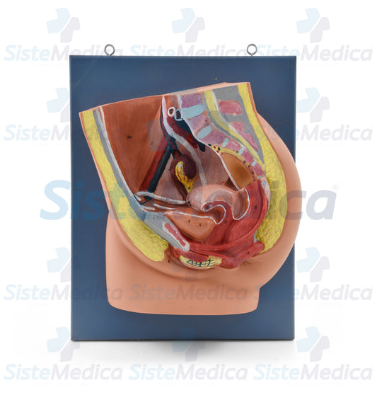 Pelvis femenina seccionada