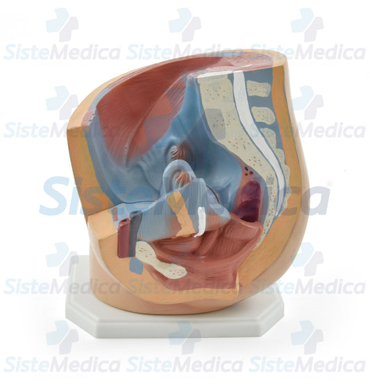 Pelvis femenina