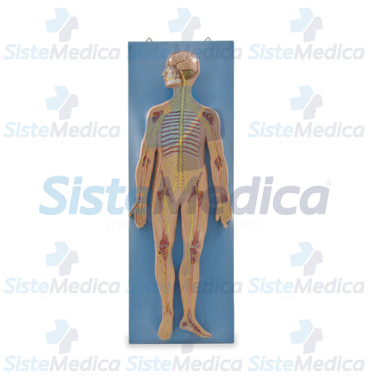 Sistema nervioso montado sobre base
