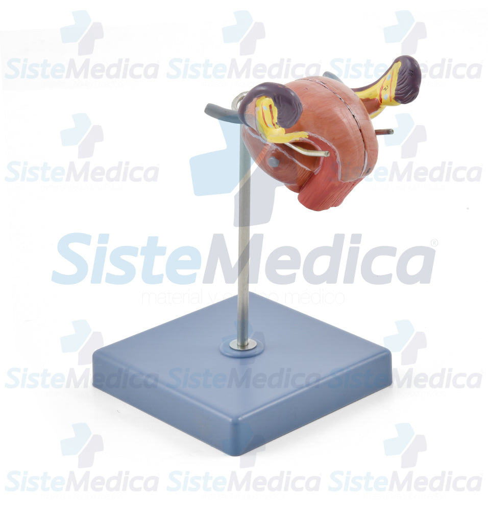 Utero