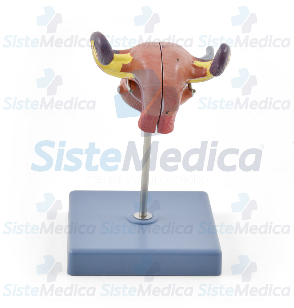 Utero