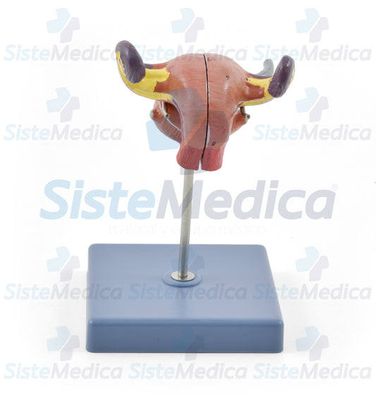 Utero